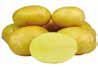 Sadba brambor JELLY (balení 25kg)